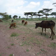 Weakened livestock, West Arsi, Ethiopia