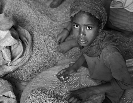 Young girls in Ethiopia sort out good coffee beans in a plant