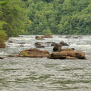 View of rapids on the ​Ocoee River in Tennessee with green trees in the background