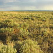 sandsage landscape Rondeau.JPG