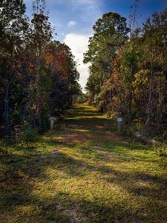 Grassy Trail