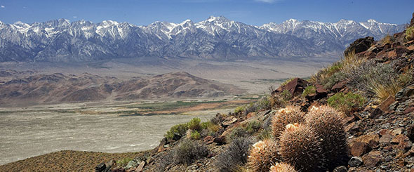 Barrel cactus grow on a rocky mountain side overlooking a valley where lies the Inyo Mountains.  Large snow covered mountains are in the background.