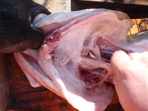 Observer removing the ear bone, or otolith, which will be used to estimate the age of this Atlantic cod to be used for stock assessments