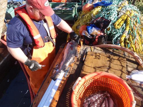 training on gear characteristics of the Ruhle Trawl using a scaled-down model and expert gear engineer