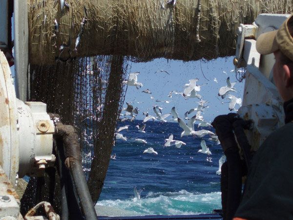 seabirds flocking around a vessel