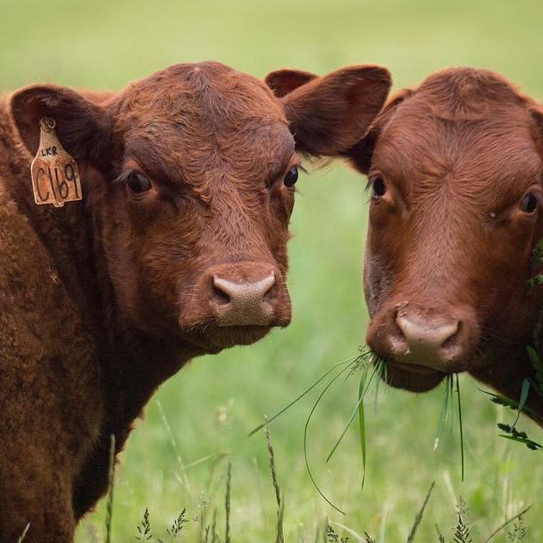 Red Devon Cattle are the main #livestock at Lakota Ranch in Remington, VA. @lakotaranchstore is a model for grass-based #beef operation and home of the grass based bull test. As the #agricultural landscape evolves to meet consumer demand,  our USDA Market News Division works to ensure that emerging sectors, like grass-fed beef, have the #unbiased, reliable data they need to succeed in the marketplace.  #MarketNews #food #grassfed #grassfedbeef #Virginia #agriculture #farmer #rancher #ranch #data #usda