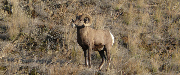 Bighorn sheep near Cottonwood, Idaho