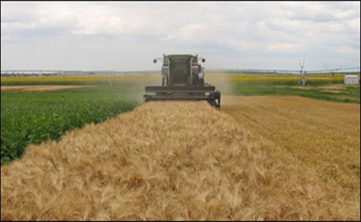 Combine harvesting wheat