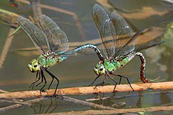 Dragonflies