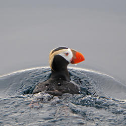 Tufted Puffin, the species most affected by a recent seabird die-off in the Pribilof Islands, AK