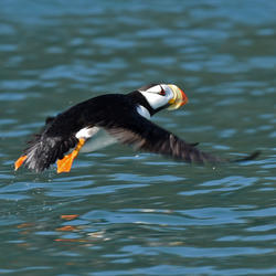 Horned Puffin, one of the species affected by a recent seabird die-off in the Pribilof Islands, AK