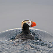 Tufted Puffin, the species most affected by a recent seabird die-off in the Pribilof Islands, AK