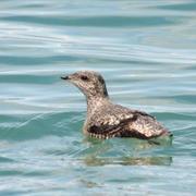 Kittlitz's Murrelet