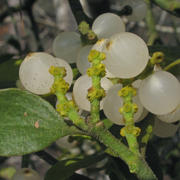 American mistletoe fruit and flowers