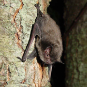 an Indiana bat hanging on to a tree trunk