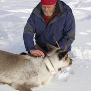 USGS scientist placing a tracking collar on a caribou.