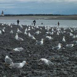 Gulls using beach at the mouth of Kenai River during the personal use dipnet fishery for sockeye salmon.