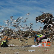 Scientists Andrew Ramey, Bjorn Olsen, and Jonas Bonnedahl (L to R) setting a trap for gulls at the Soldotna landfill in 2016.