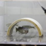 Image shows a fish in a tank beneath a half-circle shelter