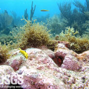 crustose coralline algae