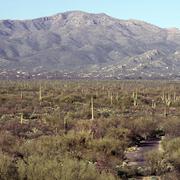 Image: Saguaro National Park, East Unit, Southern Arizona - 2010