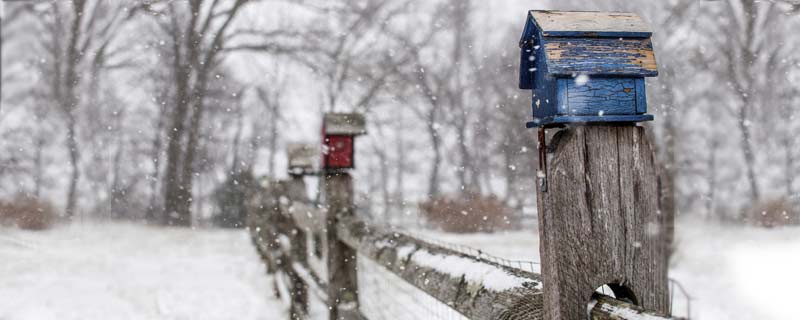 Photo of birdhouses in snow