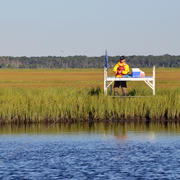 Scientist collects samples from a temporary wooden platform in a New Jersey salt marsh