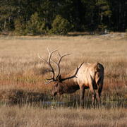 An elk grazes in Yellowstone National Park.