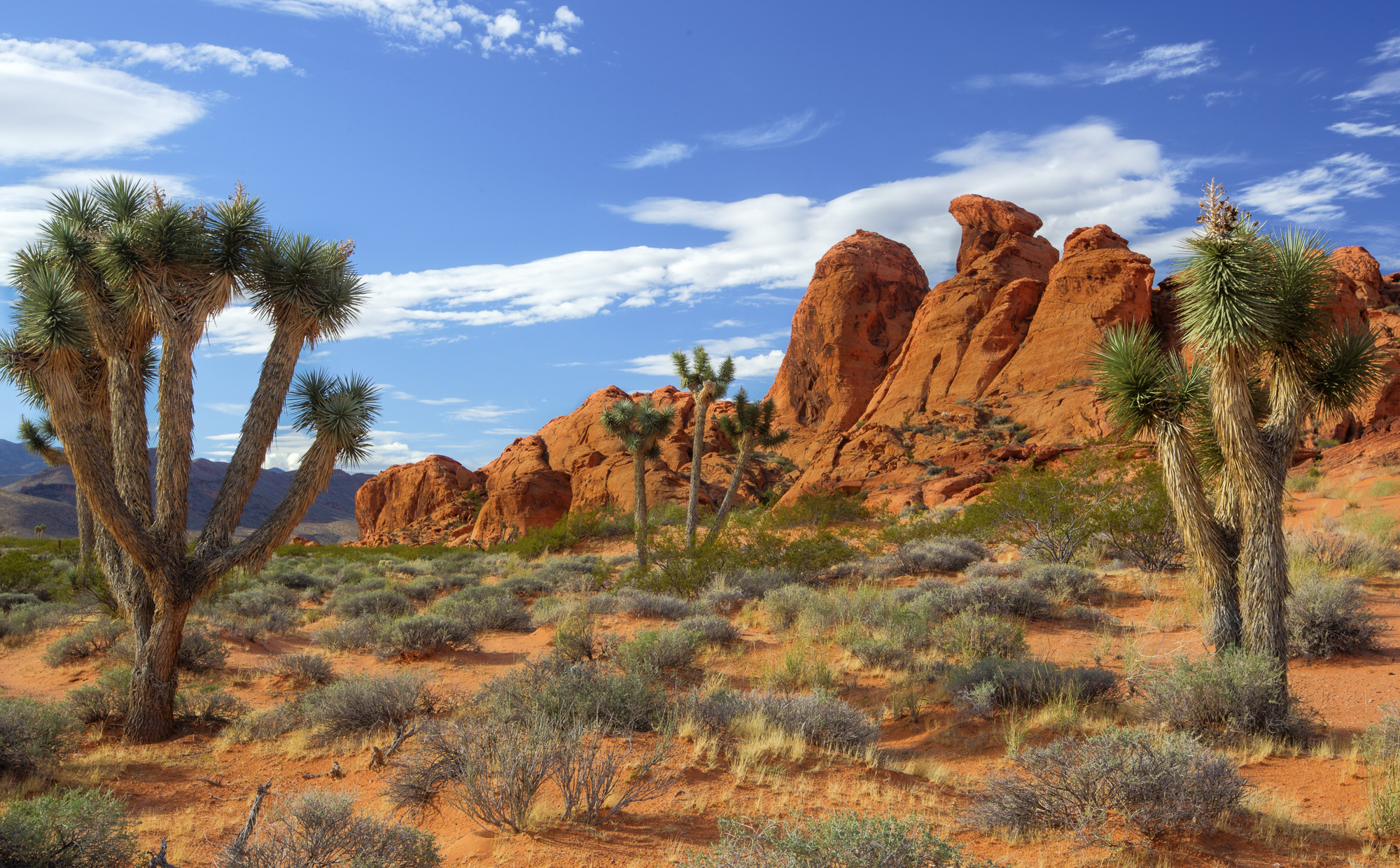 Joshua Trees at Gold Butte