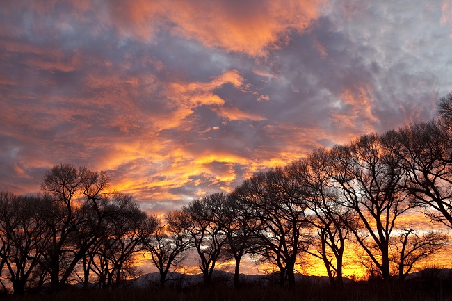 Scenic photo of the San Pedro Riparian National Conservation Area.