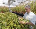 ORNL bioscience researcher Jerry Tuskan had an early interest in plant genetics.