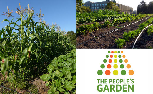 Corn and other vegetables growing in front of WRRC building. Photos: K. Chan, FTDP