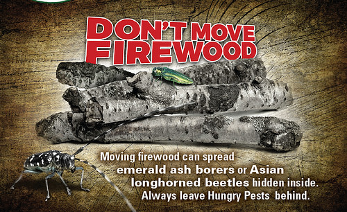 Don't Move Firewood pests graphic