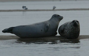 harbor seals