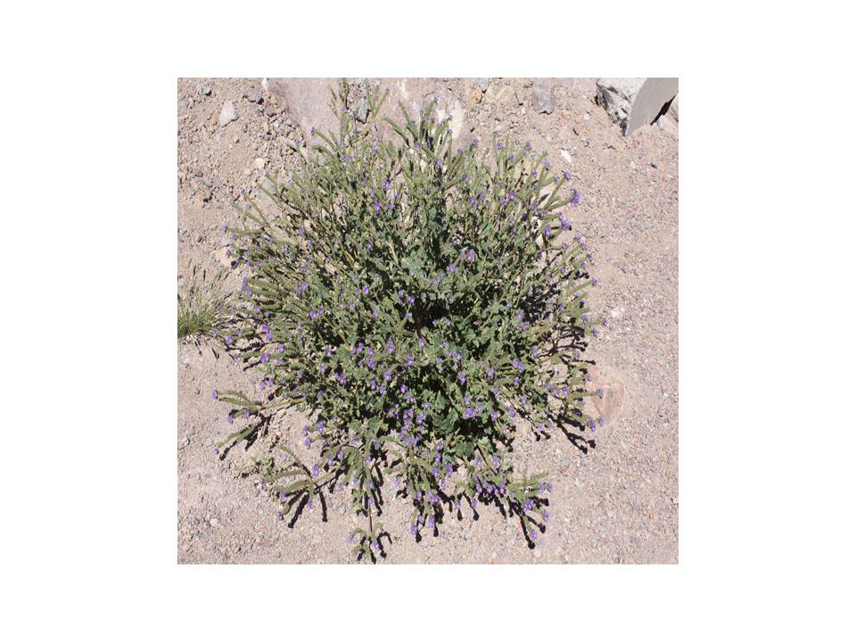 Notch Leaf Phacelia (Phacelia crenulata)