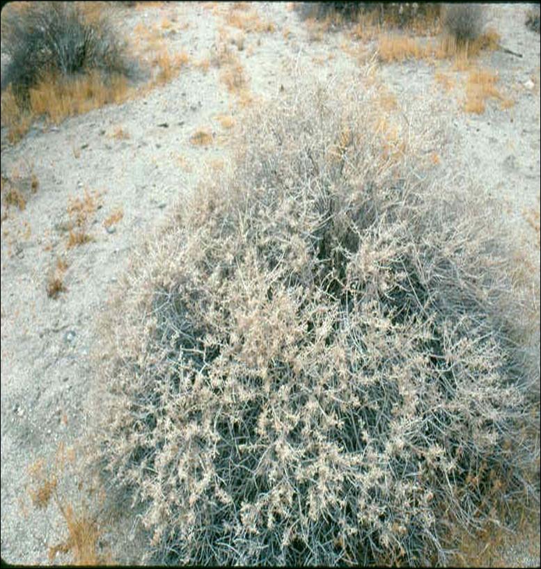 White Bursage (Ambrosia dumosa)