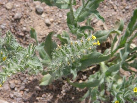 FiddleneckÃƒâ€šÃ‚Â (Amsinckia tessellate)