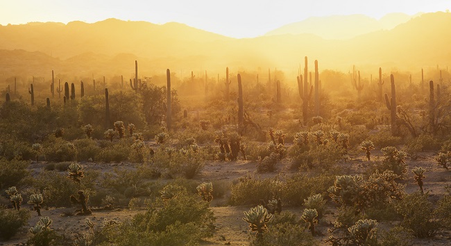 A desert landscape with cacti along the Juan Bautista National Historic Trail. Photo by Bob Wick.