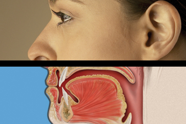 	anatomy of mouth