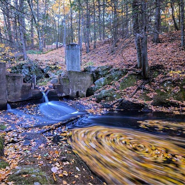 Streamgage in Connecticut — A beautiful capture of a streamgage at Bunnell Brook near Burlington, CT. ▫️
A weir structure controls the height of the water, so a stable relation between stream stage and flow can be maintained. The gage house is the concrete structure in the photo, and has been used to collect streamflow data since 1931. Recent drought conditions have reduced the flow to a trickle, and daily streamflows in October, 2016 were a new record low for October.
▫️
In addition to a long streamflow record, water sampling has been done on this site routinely since the early 1970s. These long records have made this stream important in understanding long-term trends in streamflow and water quality. A recent analysis of streamflow and water quality (http://on.doi.gov/sir20155189), that included this site, determined that (with the exception of this year) streamflows at this site have been increasing in the the summer and fall, since the 1970s. The study also determined that nitrogen and chloride loads have been increasing, but phosphorus loads have decreased since the 1970s. ▫️
Increasing nitrogen loads may be due to increasing suburban development, including additional septic systems and lawn areas that receive fertilizers. While uncertain in this watershed, decreases in phosphorus have been noted statewide, and may relate to a ban on phosphate laundry detergents, and the loss of agricultural land since the 1970s. The increase in chloride is likely due to increasing use of deicing salts in the watershed with increased development. ▫️
Photo credit: Henry Witt, USGS. ▫️
#USGS #science #water #streamgage #fall #autumn #publication #nitrogen #NewEngland #Connecticut #runoff #environment