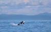 A southern resident orca breaches off Washington State’s Olympic Peninsula. 
