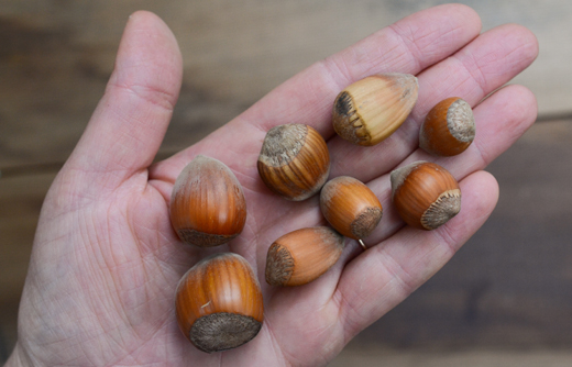 Assorted hazelnuts