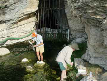 Photo of three snail candidate species being collected from Phantom Lake Spring in west Texas.