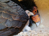 California condor. Credit: USFWS