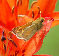 CPrairie Butterfly. Credit: Dakota skipper by USFWS PhilDelphey 2012