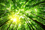 Ground level photo pointed upward at the tree canopy