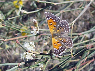 Lange's metalmark