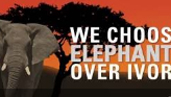 We Choose Elephants Over Ivory