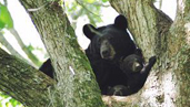 Louisiana black bear with cub Credit: Clint Turnage; USDA