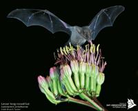 The Lesser long-nosed bat is an important pollinator of cacti in the American Southwest. Credit: Courtesy of Bat Conservation International, Bruce D. Taubert